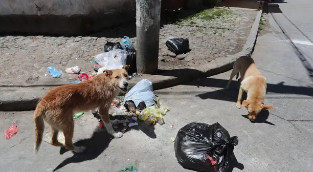 Perritos callejeros asisten al funeral de la mujer que los alimentaba todos los días