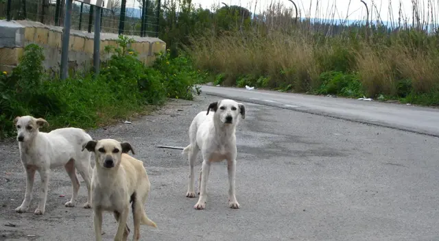 Perritos callejeros asisten al funeral de la mujer que los alimentaba todos los días
