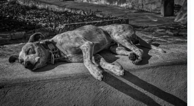 Los perritos callejeros sorprendieron decenas de personas en el funeral de la mujer que los alimentaba todos los días. Mira aquí las conmovedoras fotos virales.