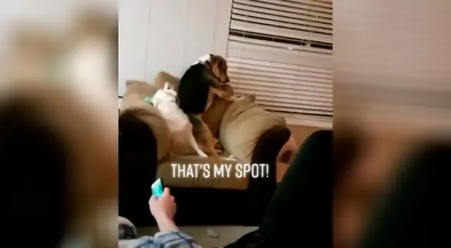 La divertida ‘pelea’ de dos perros por ocupar el lugar en un sofá