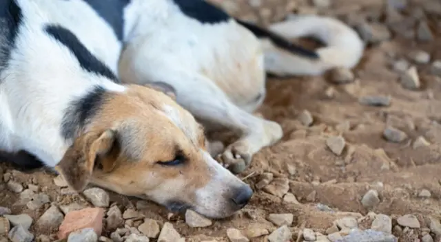 Los cachorros sorprendieron a miles internautas al asistir al funeral de mujer que los alimentaba.