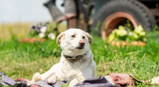 Los cachorros sorprendieron a miles internautas al asistir al funeral de mujer que los alimentaba.