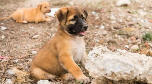 Los cachorros sorprendieron a miles internautas al asistir al funeral de mujer que los alimentaba.