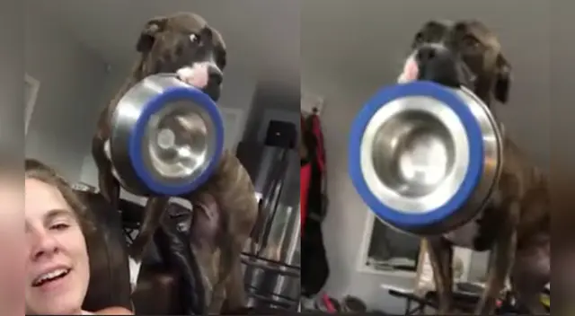 El video causó las risas de los internautas en las redes sociales. El video causó las risas de los internautas en las redes sociales.