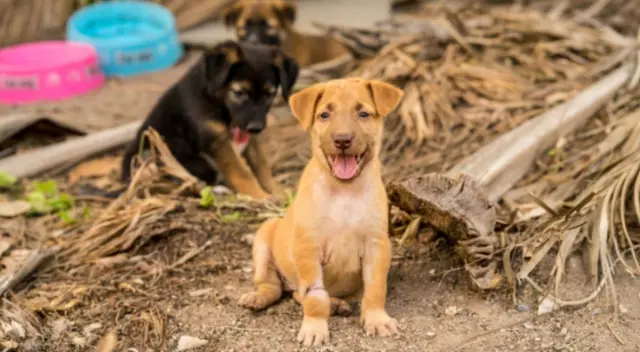 Muchos cachorros asistieron a un funeral de la mujer que los alimentaba diariamente en la calle causando asombro entre los familiares de la víctima.