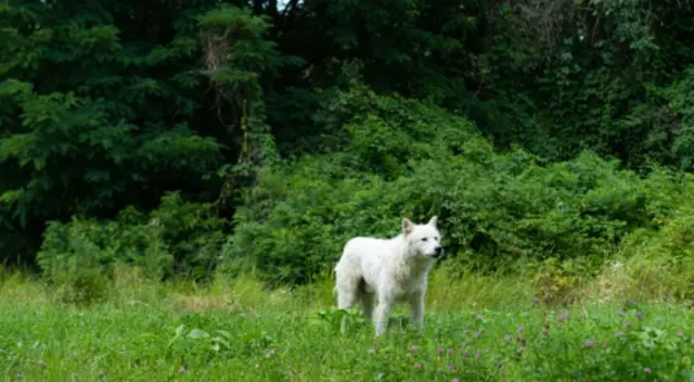 Muchos cachorros asistieron a un funeral de la mujer que los alimentaba diariamente en la calle causando asombro entre los familiares de la víctima.