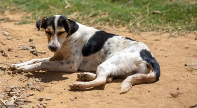 Muchos cachorros asistieron a un funeral de la mujer que los alimentaba diariamente en la calle causando asombro entre los familiares de la víctima.