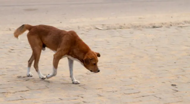 Una mujer falleció y varios perros fueron a su funeral dejando en shock  a los familiares que asistieron al lugar.