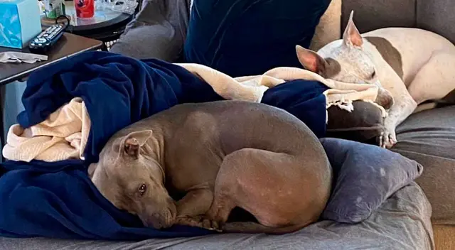 El curioso plan de una perrita para que su compañera se salga de su sofá favorito El curioso plan de una perrita para que su compañera se salga de su sofá favorito