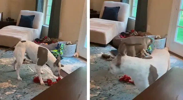 El curioso plan de una perrita para que su compañera se salga de su sofá favorito El curioso plan de una perrita para que su compañera se salga de su sofá favorito