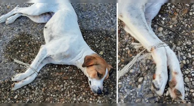 La perrita fue encontrada por un trabajador del cementerio en Italia.