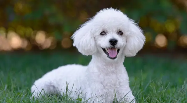 El perrito fue gravemente lesionado en el cuello.