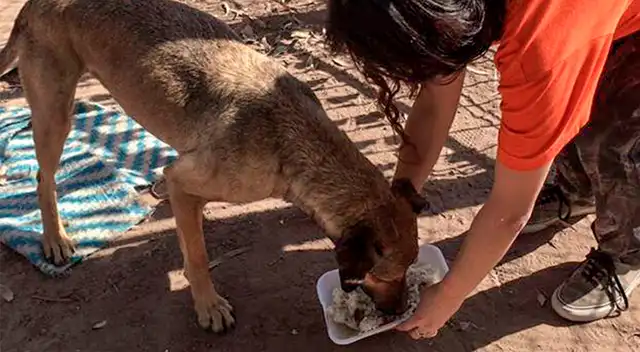 En las calles podemos ver gran cantidad de perros y gatos en situaciones penosas en situación de abandono.