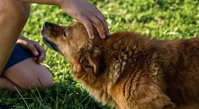 En las calles podemos ver gran cantidad de perros y gatos en situaciones penosas en situación de abandono.