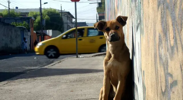 Cachorros asistieron de forma desapercibida a un funeral de la mujer que les daba de comer, dejando a los familiares sorprendidos.