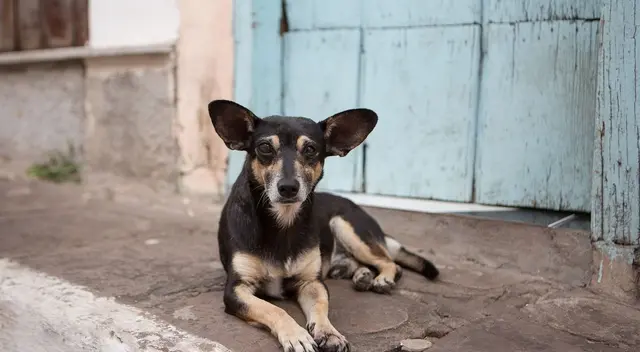 Cachorros asistieron de forma desapercibida a un funeral de la mujer que les daba de comer, dejando a los familiares sorprendidos.