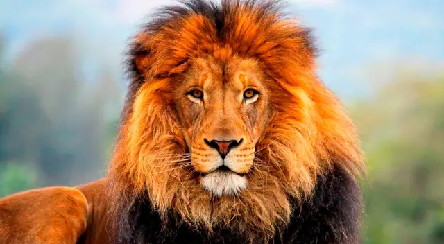 El nuevo reto visual que nadie puede resolver. El nuevo reto visual que nadie puede resolver.