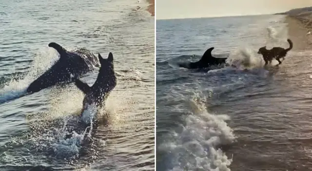 El perrito y el delfín fueron captados jugando.