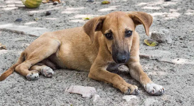 Cachorros asistieron de forma desapercibida a un funeral de la mujer que les daba de comer, dejando a los familiares sorprendidos.