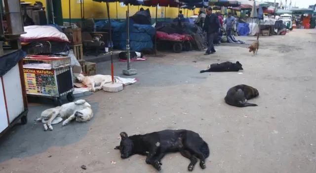Cachorros asistieron de forma desapercibida a un funeral de la mujer que les daba de comer, dejando a los familiares sorprendidos.