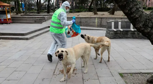 Cachorros asistieron de forma desapercibida a un funeral de la mujer que les daba de comer, dejando a los familiares sorprendidos.