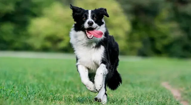 Una mujer falleció y varios perros fueron a su funeral dejando sorprendidos  a los familiares que asistieron al lugar.