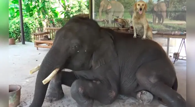 Esta tierna escena ha tocado el corazón de miles de usuarios en las redes sociales.