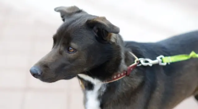 ¡Es viral en redes sociales! Los familiares de la mujer observaron con admiración la cantidad de perros que llegaron a su funeral. Mira aquí las fotos.