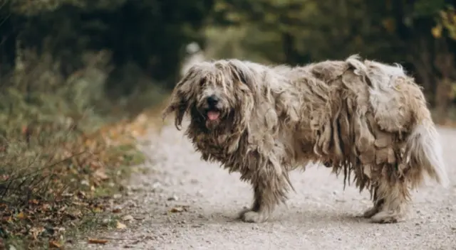 Los familiares de la mujer observaron con admiración la cantidad de perros que llegaron a su funeral. Mira aquí las fotos.