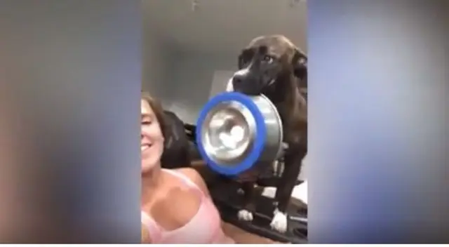 Un cachorro enfureció porque su dueña no le sirvió su comida y realizó un acto que dejó a todos sorprendidos en TikTok. Un cachorro enfureció porque su dueña no le sirvió su comida y realizó un acto que dejó a todos sorprendidos en TikTok.