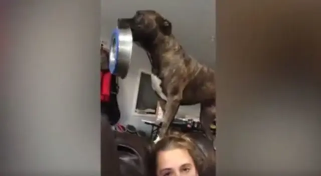 Un cachorro enfureció porque su dueña no le sirvió su comida y realizó un acto que dejó a todos sorprendidos en TikTok. Un cachorro enfureció porque su dueña no le sirvió su comida y realizó un acto que dejó a todos sorprendidos en TikTok.