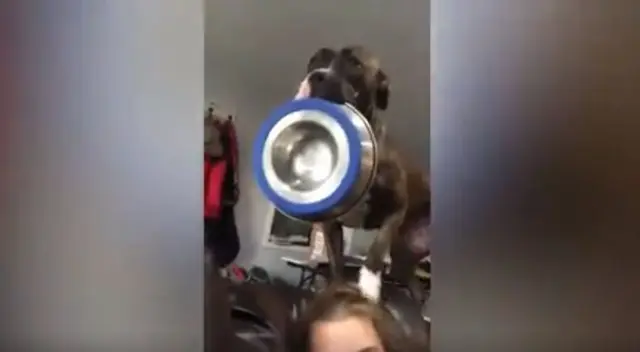 Un cachorro enfureció porque su dueña no le sirvió su comida y realizó un acto que dejó a todos sorprendidos en TikTok. Un cachorro enfureció porque su dueña no le sirvió su comida y realizó un acto que dejó a todos sorprendidos en TikTok.