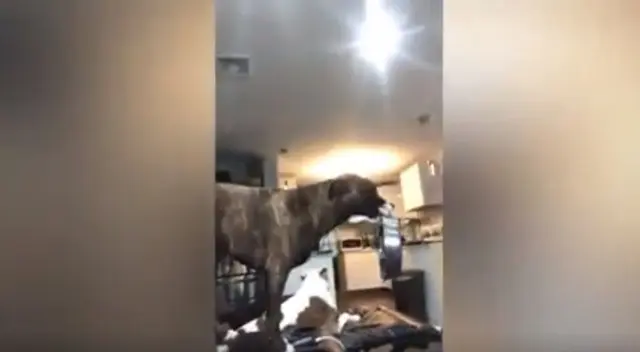 Un cachorro enfureció porque su dueña no le sirvió su comida y realizó un acto que dejó a todos sorprendidos en TikTok. Un cachorro enfureció porque su dueña no le sirvió su comida y realizó un acto que dejó a todos sorprendidos en TikTok.