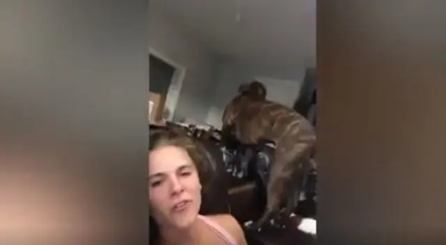 Un cachorro enfureció porque su dueña no le sirvió su comida y realizó un acto que dejó a todos sorprendidos en TikTok. Un cachorro enfureció porque su dueña no le sirvió su comida y realizó un acto que dejó a todos sorprendidos en TikTok.