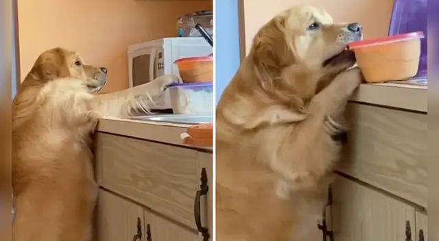 La escena causó la risa de varios usuarios en las redes sociales.