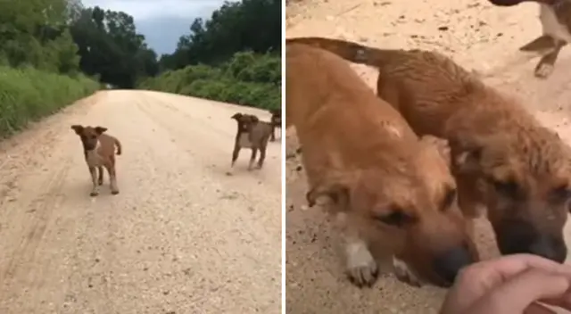 Los tres perritos fueron abandonados en medio de una solitaria carretera. Los tres perritos fueron abandonados en medio de una solitaria carretera.