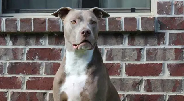 El video causó las risas de los internautas en las redes sociales. El video causó las risas de los internautas en las redes sociales.