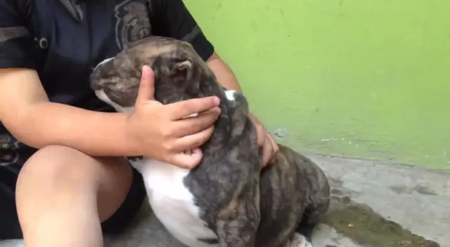 El video causó las risas de los internautas en las redes sociales. El video causó las risas de los internautas en las redes sociales.