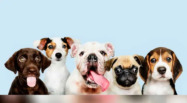 El video desató las risas de cibernautas en las redes sociales. El video desató las risas de cibernautas en las redes sociales.