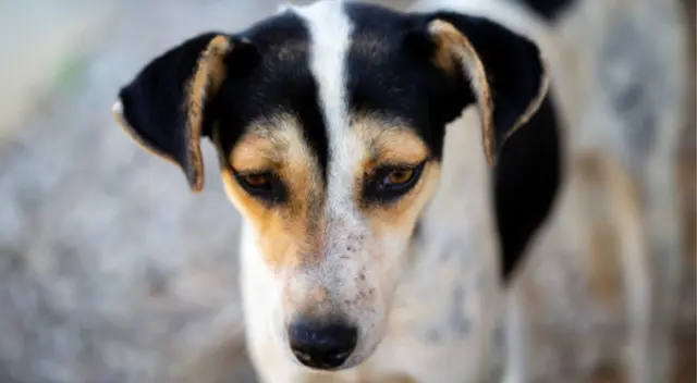 Tierno momento. Una familia tuvo encuentro con un cachorro que pedía a ladridos ser adoptado. Tierno momento. Una familia tuvo encuentro con un cachorro que pedía a ladridos ser adoptado.