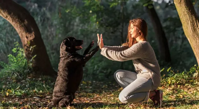 Un travieso perro tiene increíble comportamiento con su dueña por no haberle dado comida de forma rápida. Mira aquí el divertido video viral. Un travieso perro tiene increíble comportamiento con su dueña por no haberle dado comida de forma rápida. Mira aquí el divertido video viral.