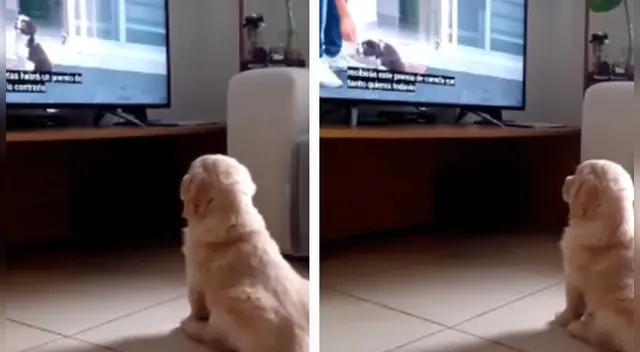 La divertida escena causó sensación en las redes sociales.