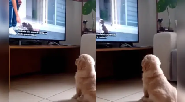 El video causó las risas de los internautas en las redes sociales.