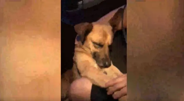 El perrito callejero corrió más de 1 kilómetro siguiendo el auto de una familia que iba de camino a un poblado. Mira aquí el conmovedor video viral de TikTok. El perrito callejero corrió más de 1 kilómetro siguiendo el auto de una familia que iba de camino a un poblado. Mira aquí el conmovedor video viral de TikTok.