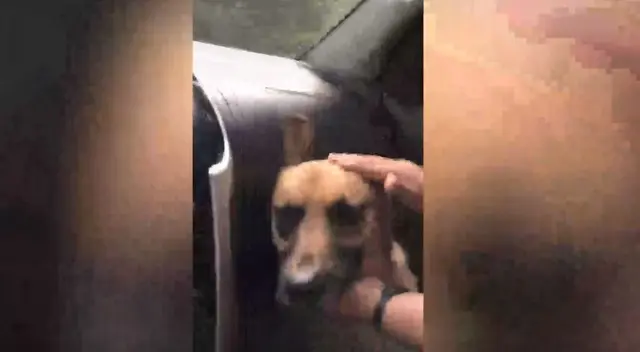 Un pequeño cachorro sorprendió al perseguir a una familia para que lo adopten, causando pena en miles de usuarios en redes. Un pequeño cachorro sorprendió al perseguir a una familia para que lo adopten, causando pena en miles de usuarios en redes.