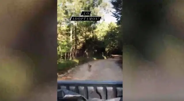 Un pequeño cachorro sorprendió al perseguir a una familia para que lo adopten, causando pena en miles de usuarios en redes. Un pequeño cachorro sorprendió al perseguir a una familia para que lo adopten, causando pena en miles de usuarios en redes.