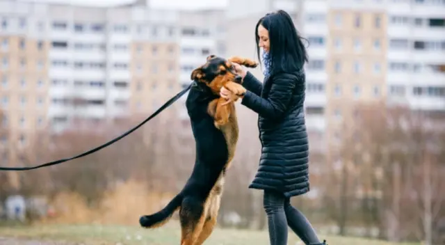 El comportamiento del cachorro causó risas entre los usuarios de TikTok que no dejaron de percatarse en la actitud de la dueña. El comportamiento del cachorro causó risas entre los usuarios de TikTok que no dejaron de percatarse en la actitud de la dueña.