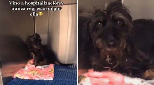 La perrita tenía múltiples heridas en el cuerpo. La perrita tenía múltiples heridas en el cuerpo.