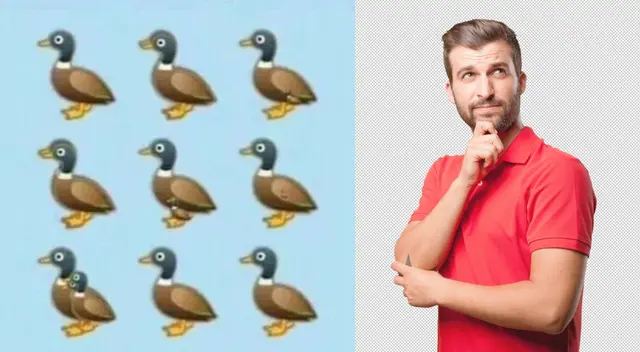 ¿Cuántos patos puedes encontrar en la imagen? ¿Cuántos patos puedes encontrar en la imagen?