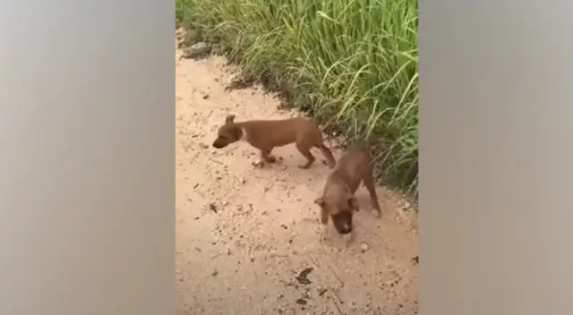 En Facebook se hizo viral una escena que protagonizó un joven que rescató a tres perritos. En Facebook se hizo viral una escena que protagonizó un joven que rescató a tres perritos.